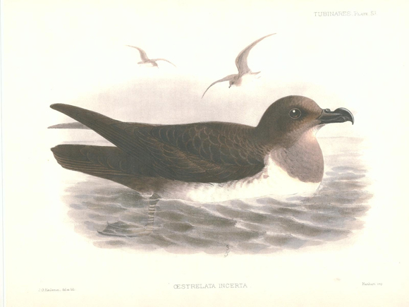 Pterodroma incerta
