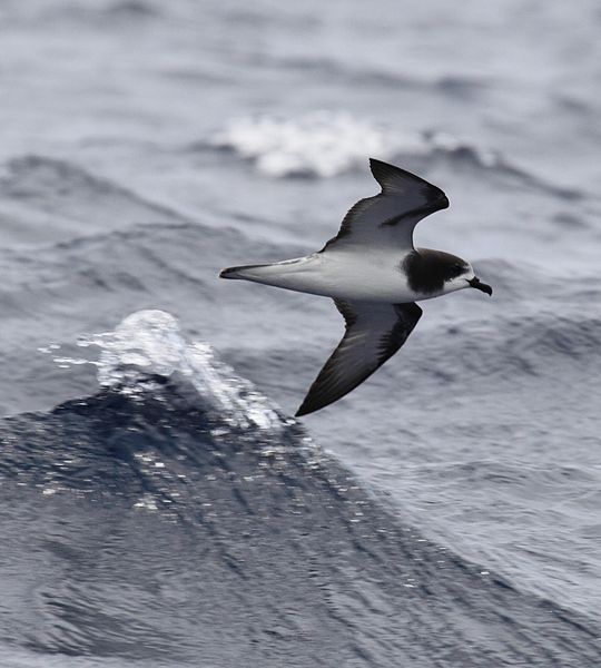Pterodroma leucoptera