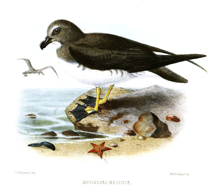 Pterodroma magentae