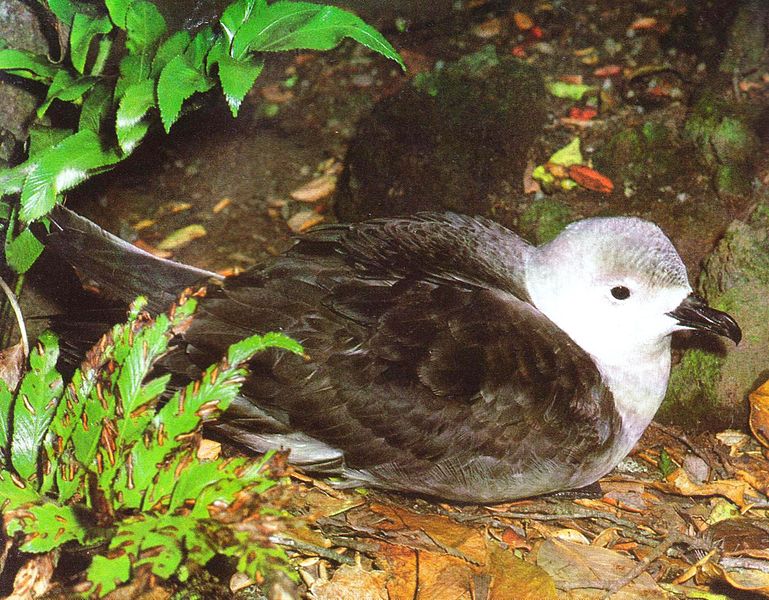 Pterodroma neglecta
