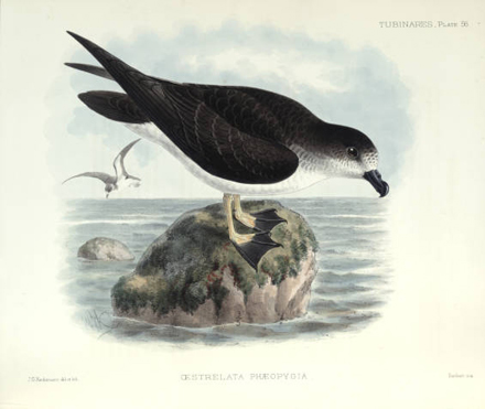 Pterodroma phaeopygia