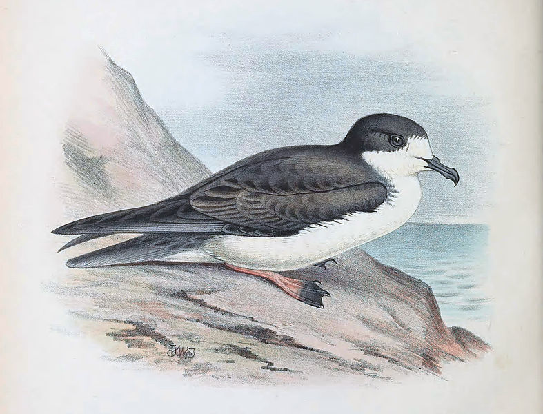 Pterodroma sandwichensis