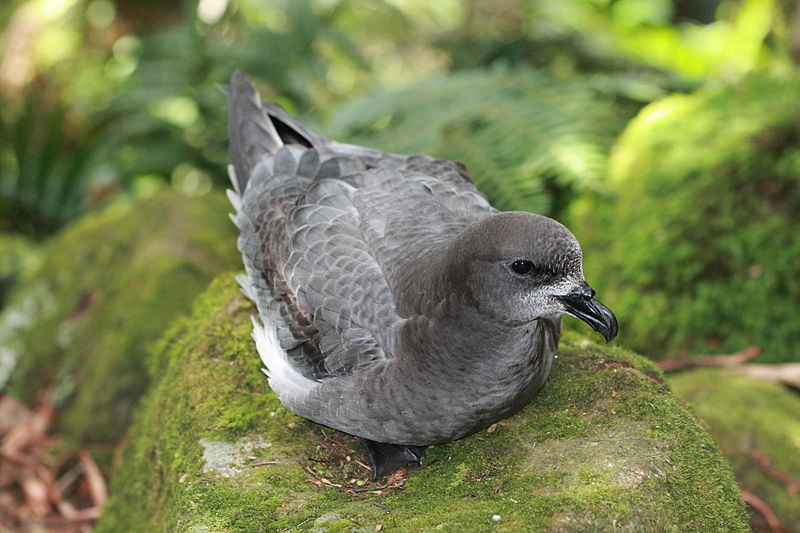 Pterodroma solandri