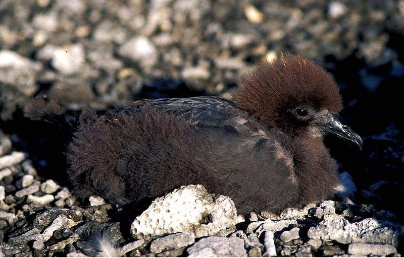 Pterodroma ultima