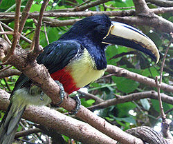 Pteroglossus aracari