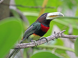 Pteroglossus azara