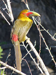 Pteroglossus bailloni