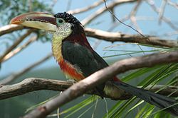 Pteroglossus beauharnaesii