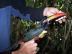 Pteroglossus frantzii