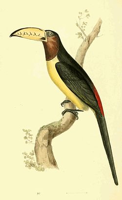 Pteroglossus inscriptus