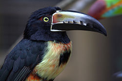 Pteroglossus torquatus