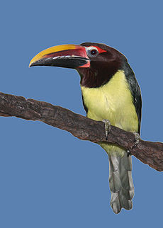 Pteroglossus viridis