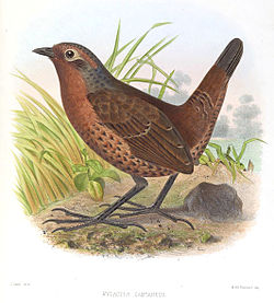 Pteroptochos castaneus