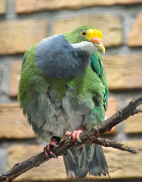 Ptilinopus aurantiifrons