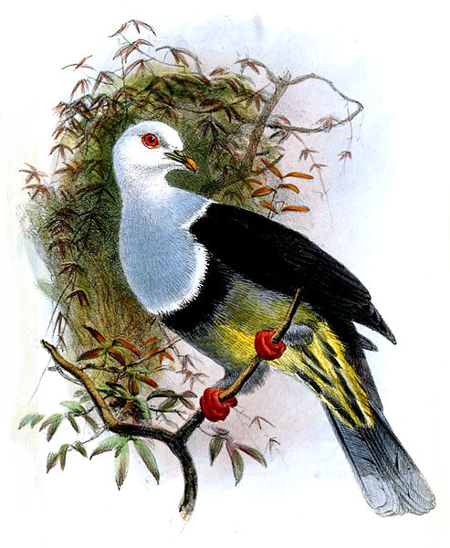 Ptilinopus cinctus