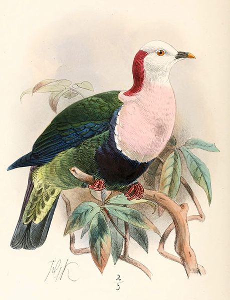 Ptilinopus dohertyi