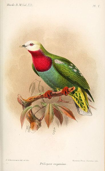 Ptilinopus eugeniae