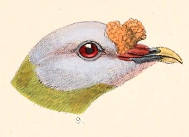 Ptilinopus granulifrons