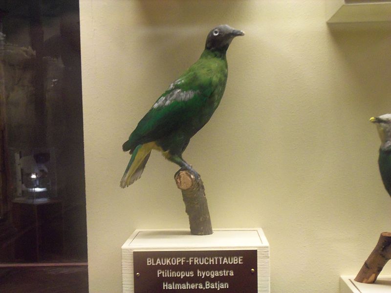 Ptilinopus hyogastrus