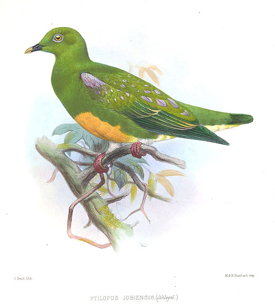 Ptilinopus iozonus