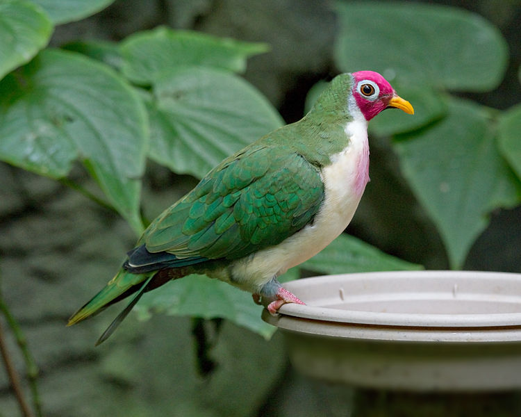 Ptilinopus jambu
