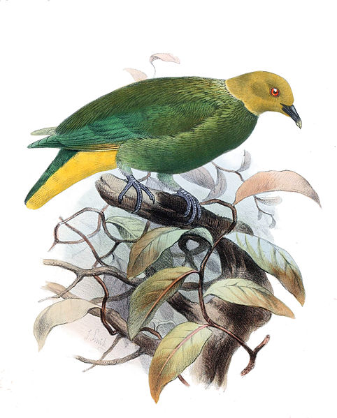 Ptilinopus layardi