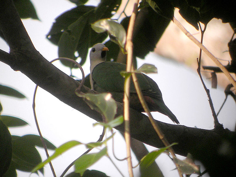 Ptilinopus leclancheri