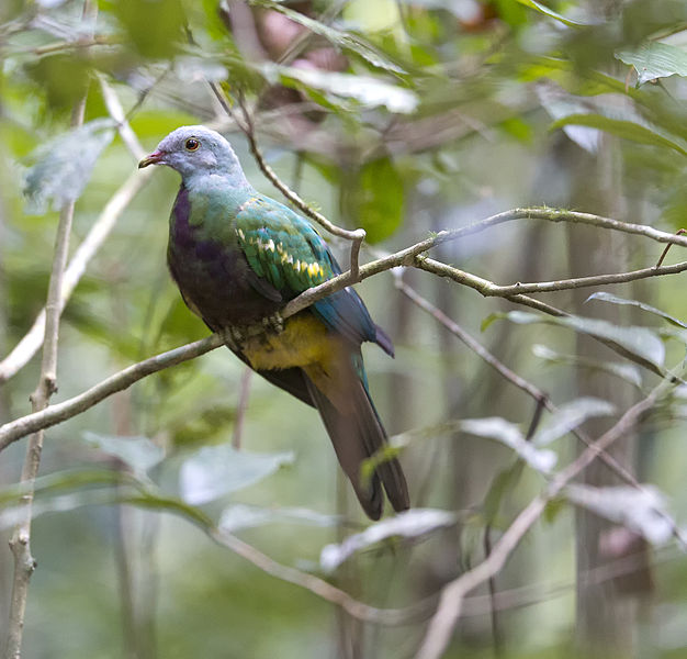 Ptilinopus magnificus
