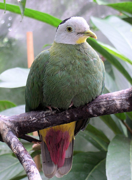 Ptilinopus melanospilus