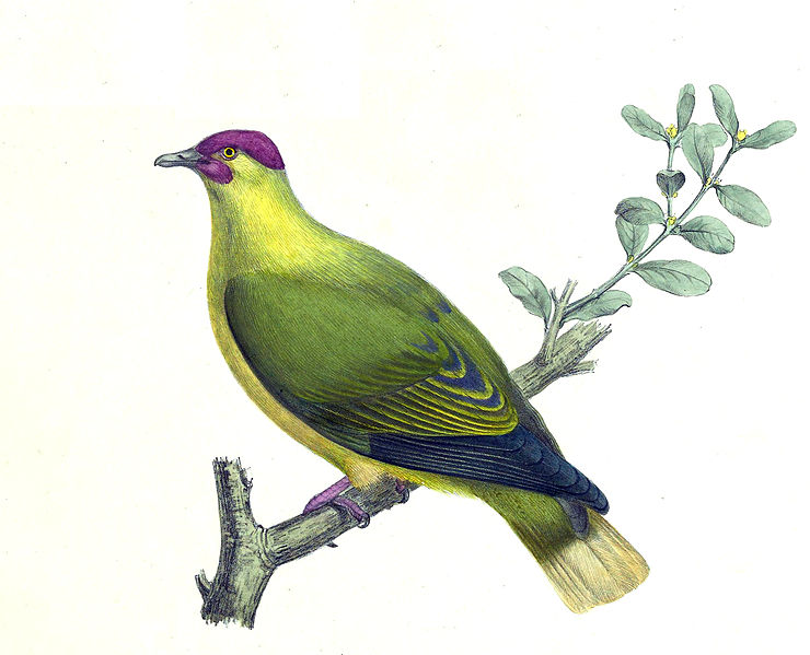 Ptilinopus mercierii