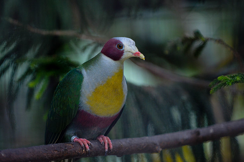 Ptilinopus occipitalis
