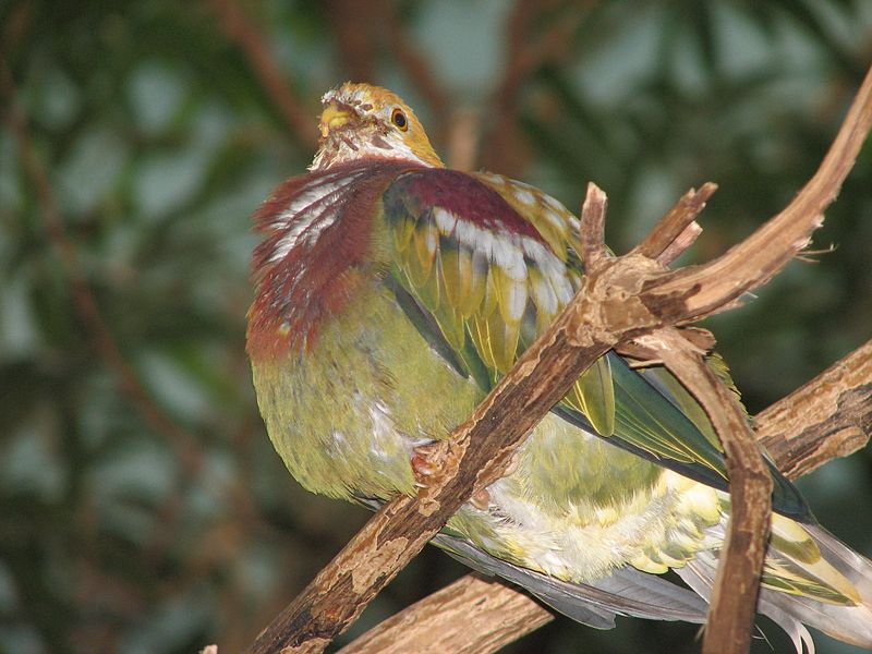 Ptilinopus ornatus