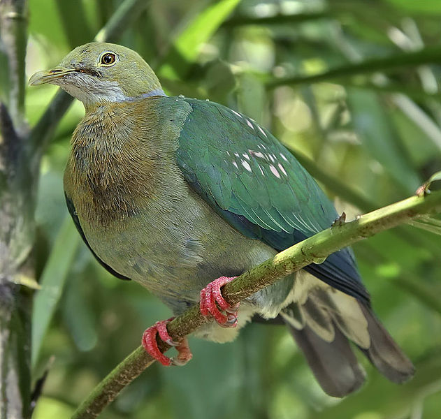 Ptilinopus perlatus