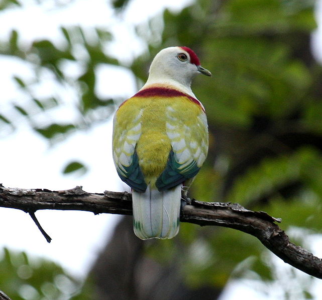 Ptilinopus perousii