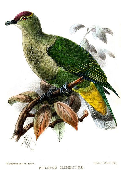 Ptilinopus porphyraceus