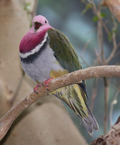 Ptilinopus porphyreus