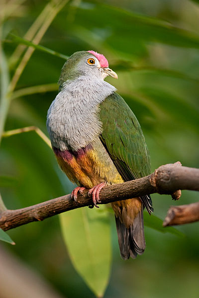 Ptilinopus pulchellus