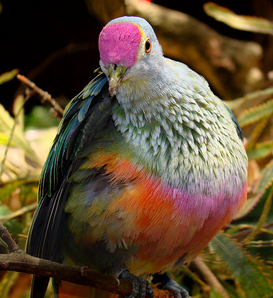 Ptilinopus regina