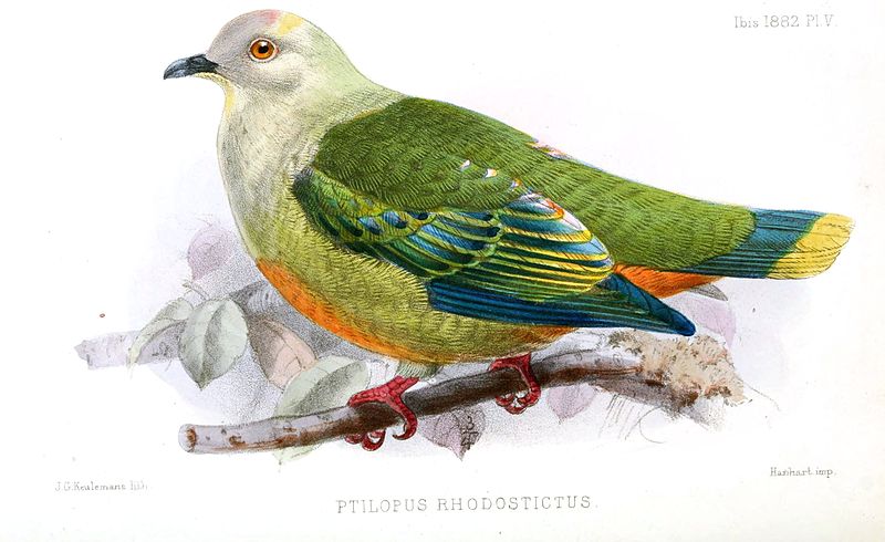 Ptilinopus richardsii