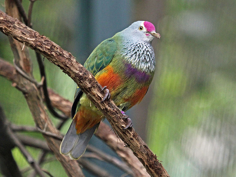 Ptilinopus roseicapilla