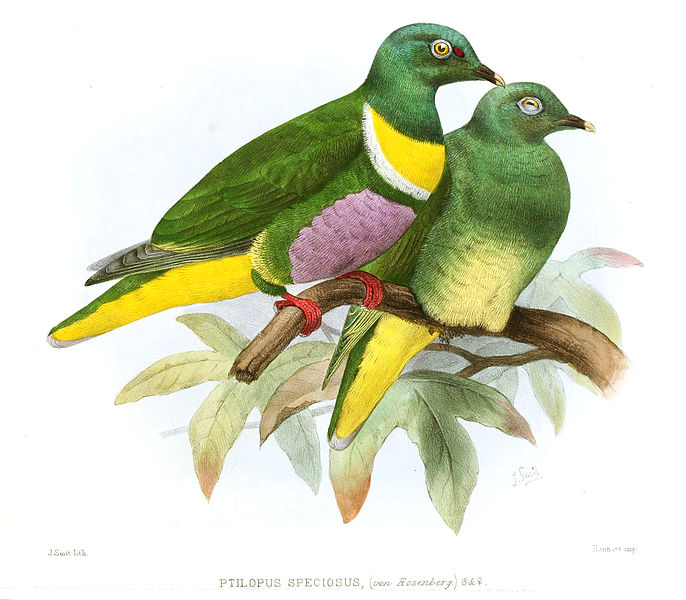 Ptilinopus solomonensis