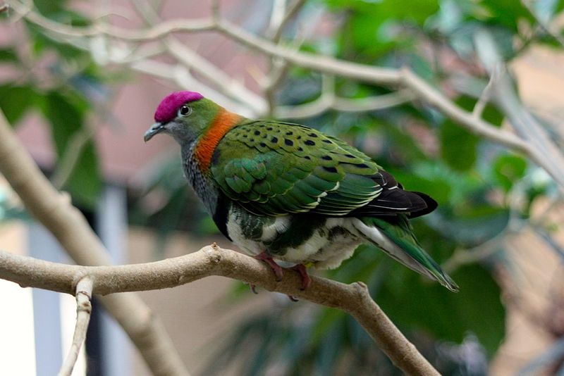 Ptilinopus superbus