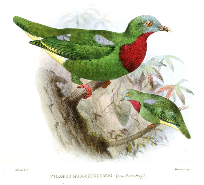 Ptilinopus viridis