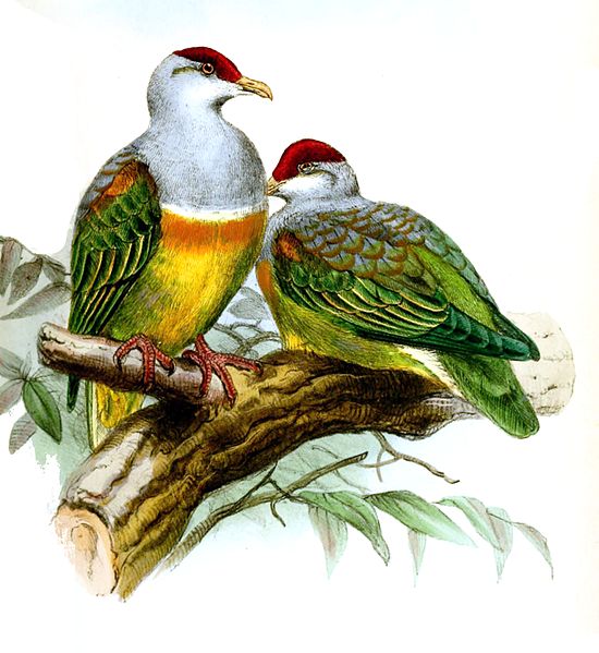 Ptilinopus wallacii