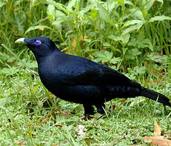Ptilonorhynchus violaceus