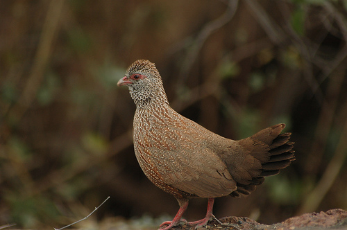 Ptilopachus petrosus