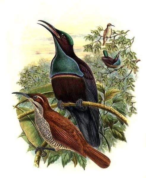 Ptiloris magnificus