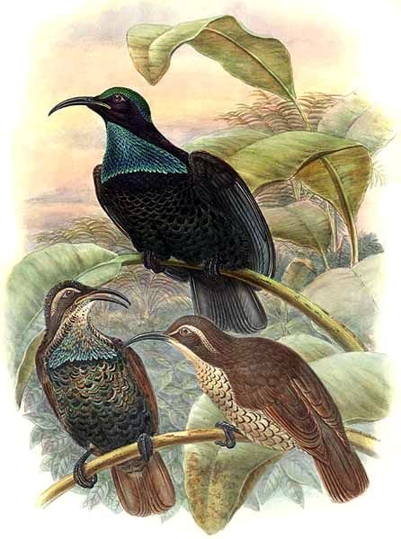 Ptiloris paradiseus