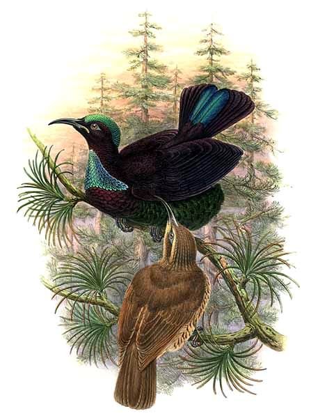 Ptiloris victoriae