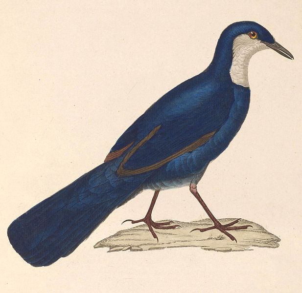 Ptilorrhoa caerulescens
